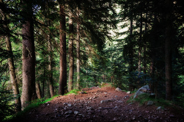 Path through an intricate wood of larch