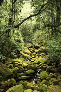 Jungle in Brazil
