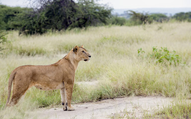 Fototapeta na wymiar Lovely lioness gracefully standing in the savannah at a park Tarangire, Tanzania