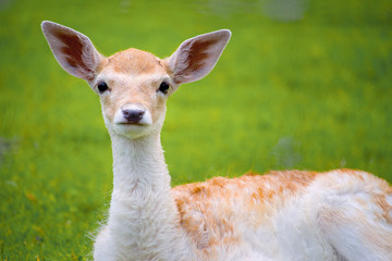 Young deer