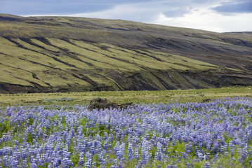 aerial view to mountains valley in Iceland