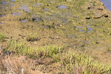Crabs in Nationalpark around Faro, Algarve, Portugal