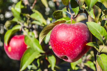juicy and red apples on a tree