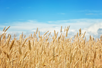Golden wheat field on a background of blue sky .Focus concept.