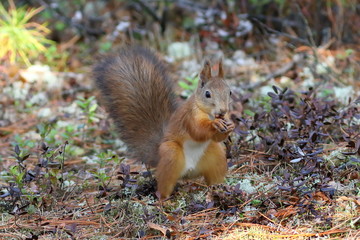 Sciurus vulgaris. Squirrel eats pine nuts