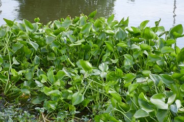 green water hyacinth tree in river , Eichhornia crassipes