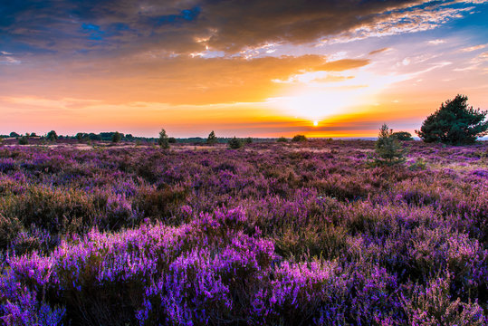 prachtig sallands heuvel