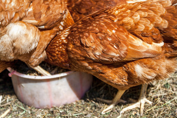 Several brown hens peck feed from bowls