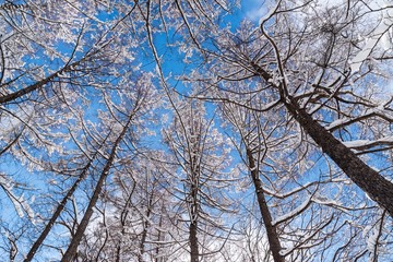 Fototapeta na wymiar 厳冬期の落葉松林