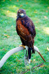 beautiful bird of prey, common buzzard, sitting on setting pole.