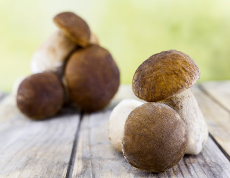 Collection of Summer bolete mushroom with autumn atmosphere on wooden table and sunlight