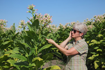 Farmer speaking by moblie phone and examine tobacco plant in field