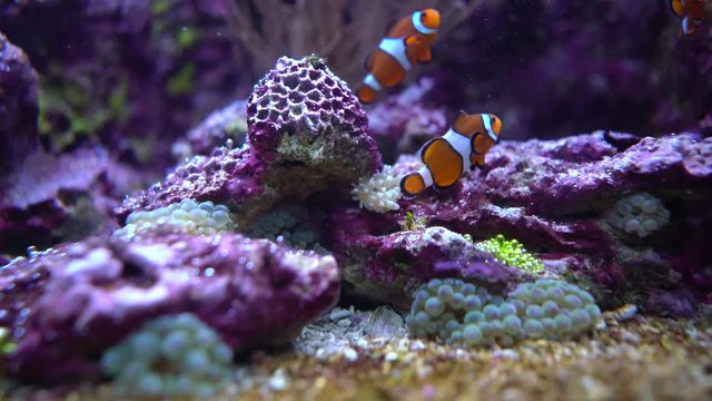 Topical saltwater fish ,clownfish Anemonefish
