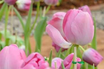 colorful tulips. tulips in spring,colourful tulip.