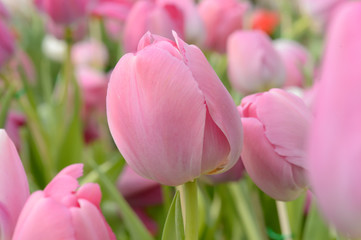 colorful tulips. tulips in spring,colourful tulip.