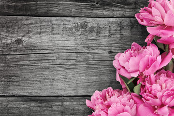 Pink peony flower on dark rustic wooden background with copy spa