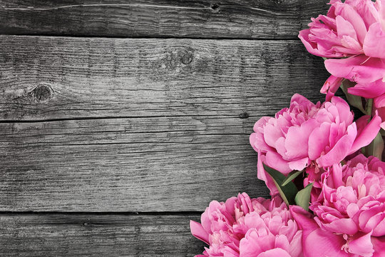 Pink peony flower on dark rustic wooden background with copy spa