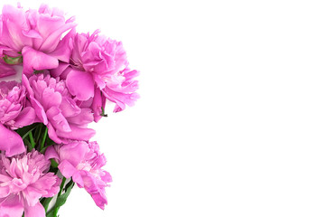 Pink peony flower isolated on white background with copy space