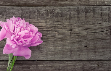 Pink peony flower on dark rustic wooden background with copy