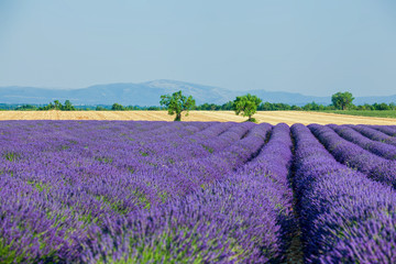 Naklejka na ściany i meble Lavanda fields. Provence