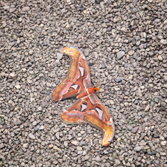 Papillon de nuit tombé à terre