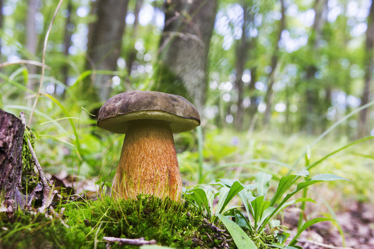 Summer bolete mushroom with moss  in the forest with sunshine and autumn atmosphere