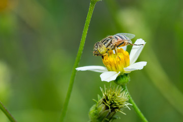 Flower fly collecting pollen on Bidens pilosa flower

