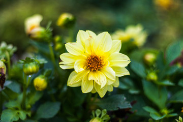 Bright yellow flower closeup