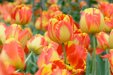 Obraz na płótnie Canvas colorful tulips. tulips in spring,colourful tulip.