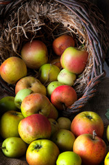 Wild apples in basket
