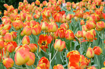 colorful tulips. tulips in spring,colourful tulip.