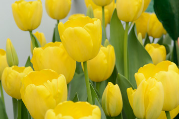 Obraz premium colorful tulips. tulips in spring,colourful tulip.