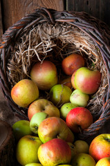 Wild apples in basket