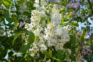 Obraz premium Beautiful white lilac tree in the garden in spring 