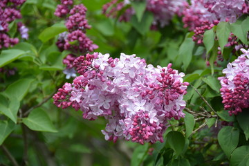 Fototapeta na wymiar Beautiful lilac tree in the garden 