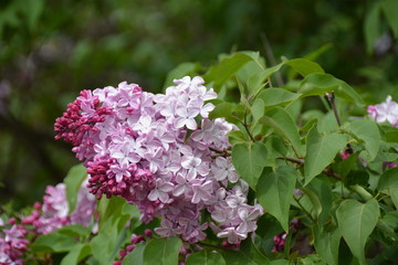 Beautiful lilac tree in the garden in spring 