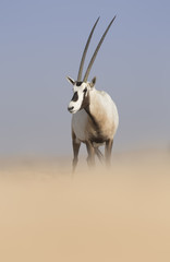 Arabian oryx (Oryx leucoryx) in desert
