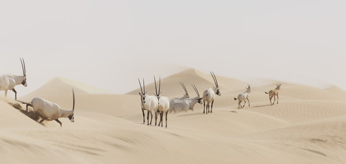 Herd of Arabian Oryx (Oryx leucoryx) in desert