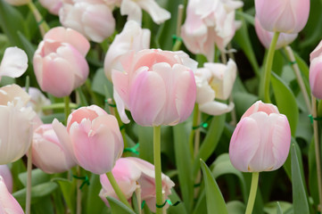 colorful tulips. tulips in spring,colourful tulip.