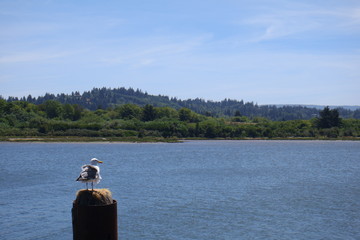 Obraz premium Bird on Landscape