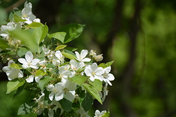 Blooming apple tree 