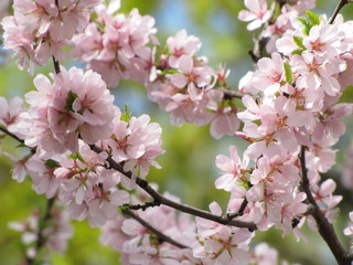 Fototapeta na wymiar Beautiful almond tree in the garden 