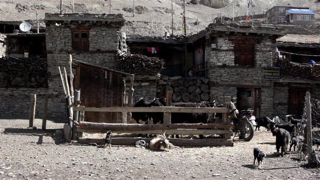 Himalayan farm-yard with goats and goatlings near old stone houses of poor asian people living in small mountain village
