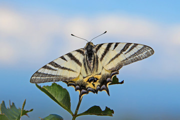 Iphiclides podalirius - Scarce Swallowtail - Segelfalter on Leaf