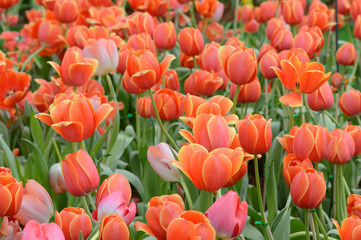 colorful tulips. tulips in spring,colourful tulip.