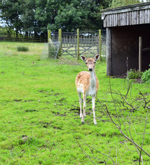 Doe Fallow Deer