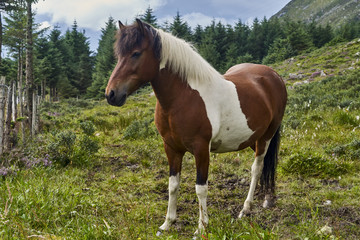 Brown horse with white patches in a meadow