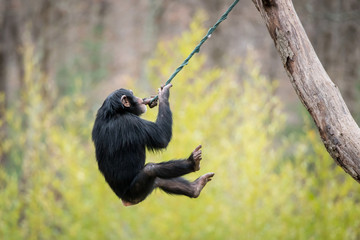 Swinging Chimp V © Abeselom Zerit