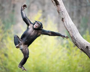 Wandcirkels plexiglas Chimpansee tijdens de vlucht © Abeselom Zerit