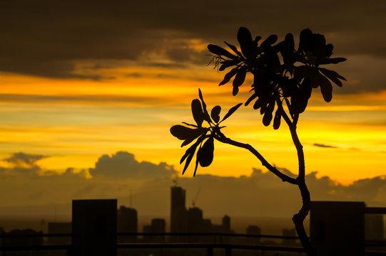 Orange Manila Sunset Clouds and Skyscraper Silhouettes, with kalachuchi tree